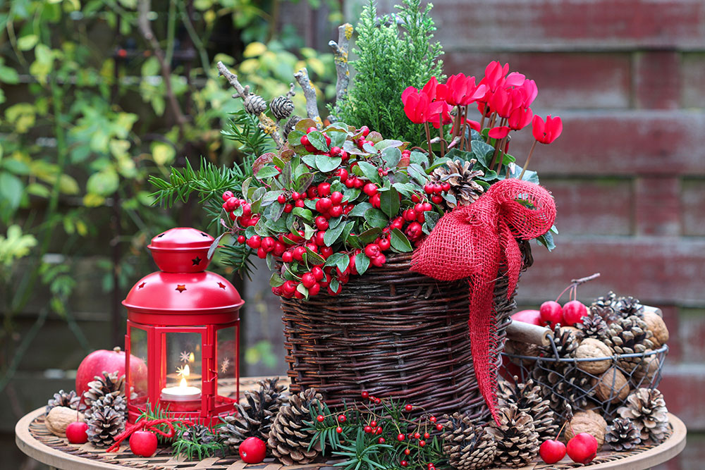 Découvrez comment ajouter des plantes à vos décorations de Noël