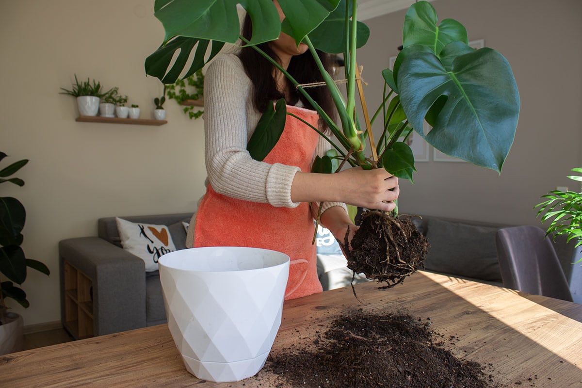 Plantation ou rempotage d'une plante d intérieur