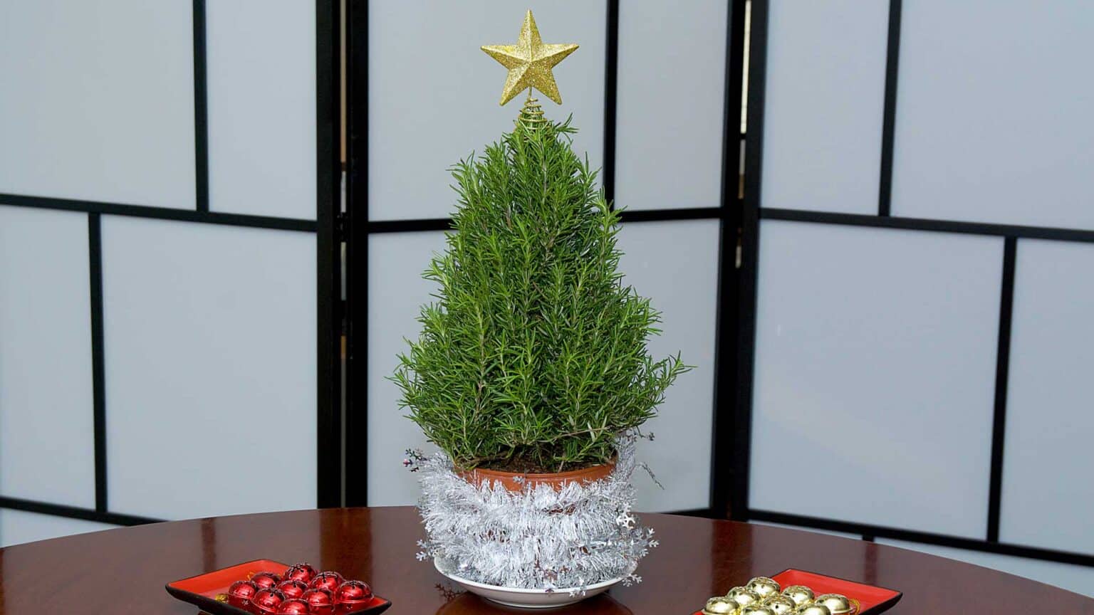 Discover the rosemary Christmas tree and its uses in the kitchen