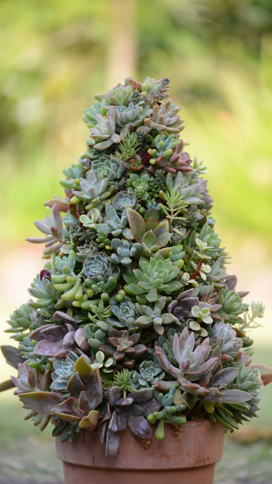 How to make a DIY mini Christmas tree with succulents?