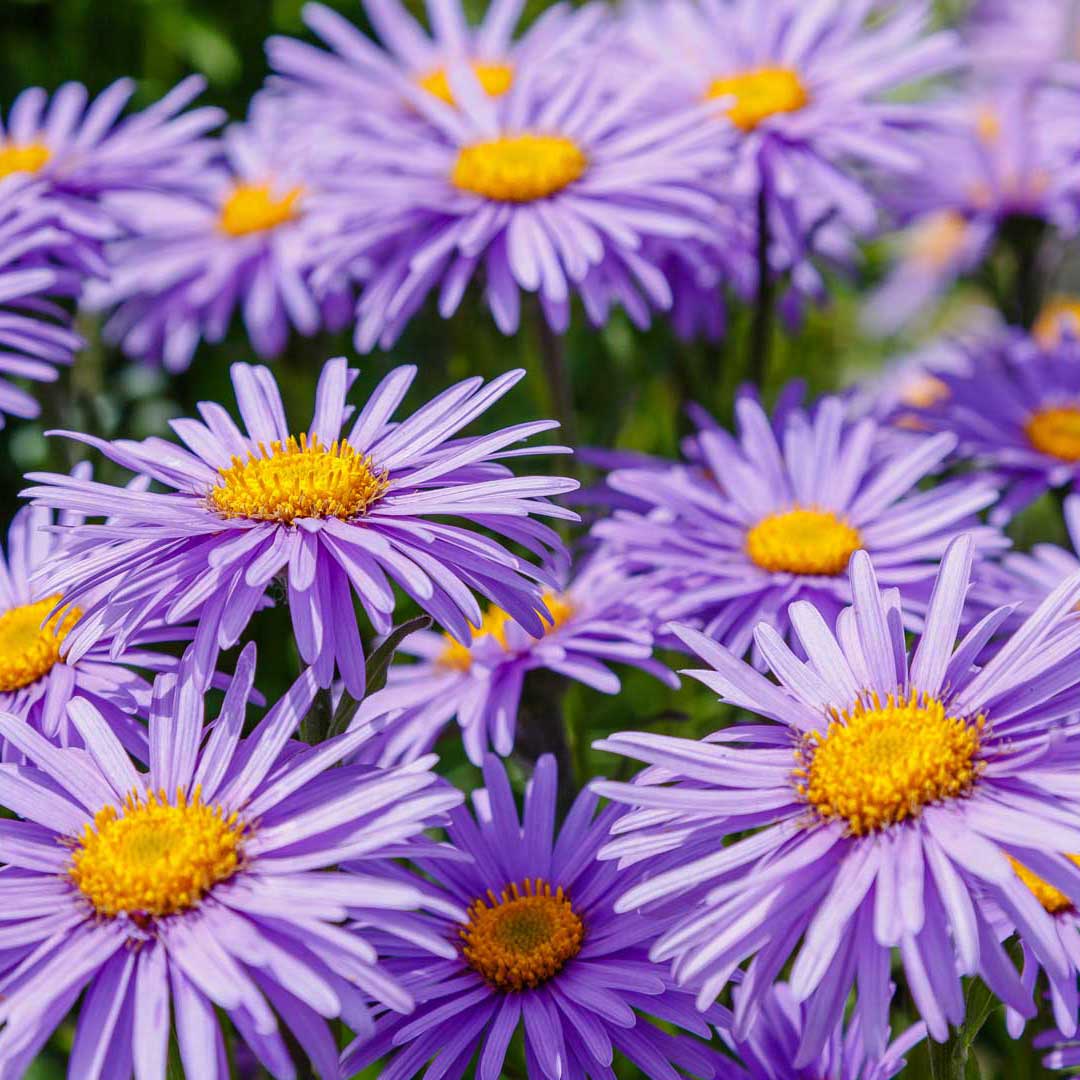 Asters d'automne