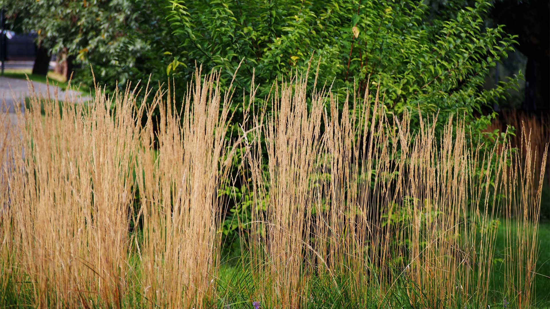 Calamagrostis Karl Foerster