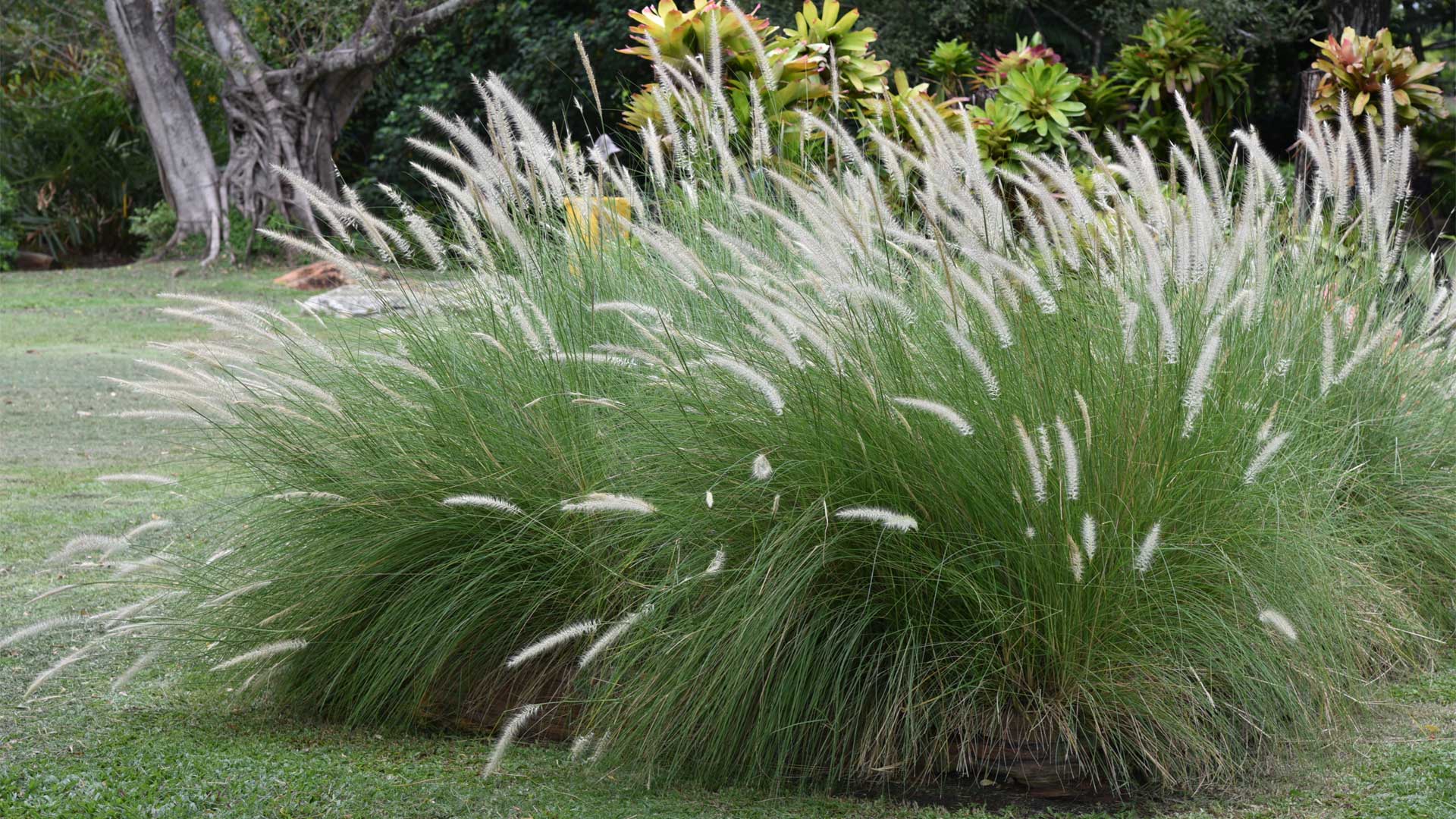 Herbe aux écouvillons