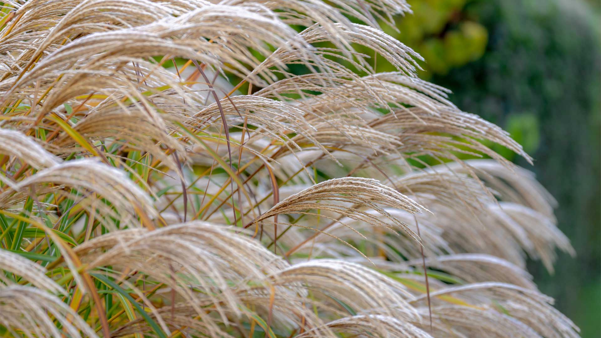 Graminées d'automne à Laval