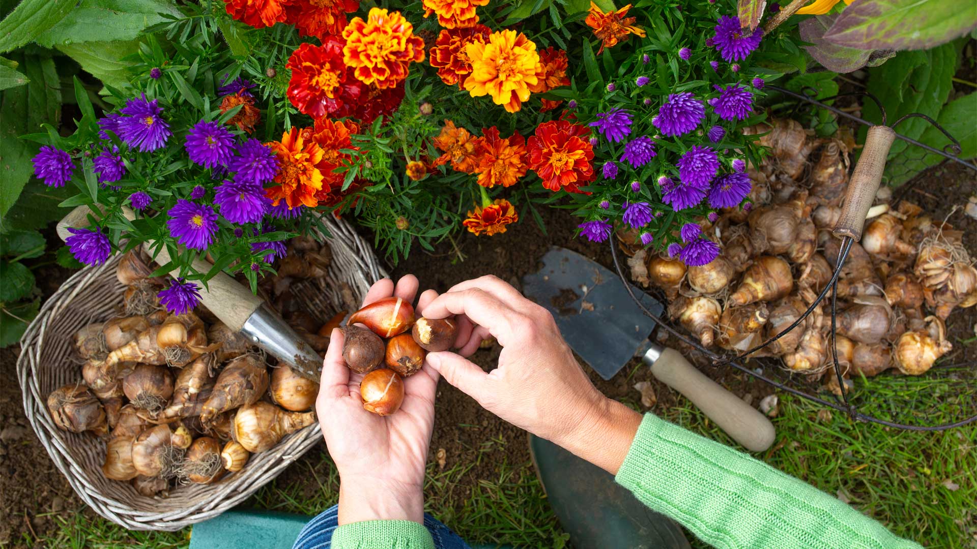 Planter des bulbes en automne